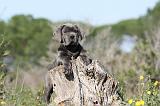 CANE CORSO 346